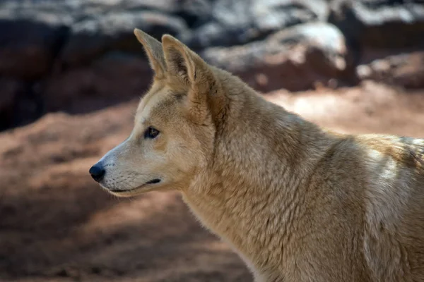 Altın Dingo Yakın — Stok fotoğraf