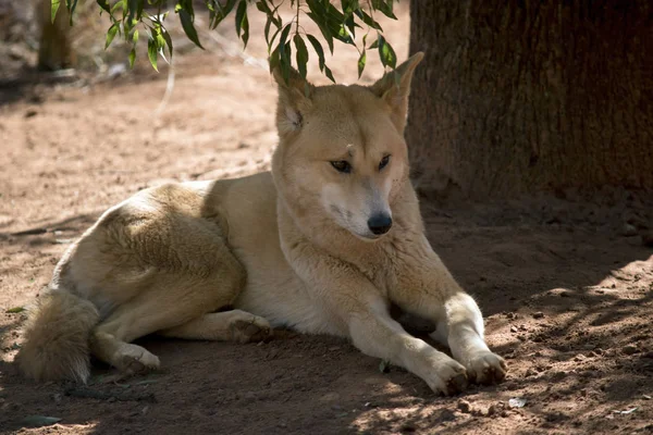 the golden dingo is resting in the shade