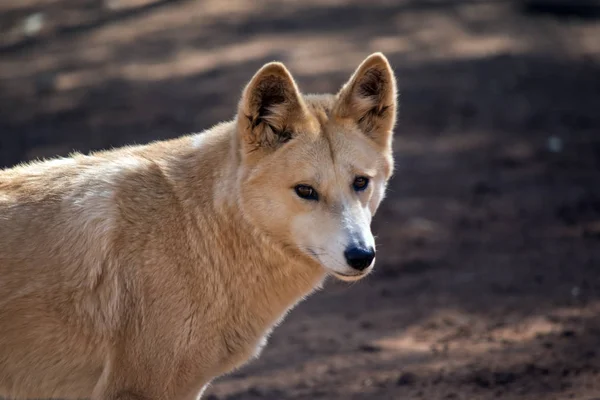 Dit Een Close Van Een Gouden Dingo — Stockfoto