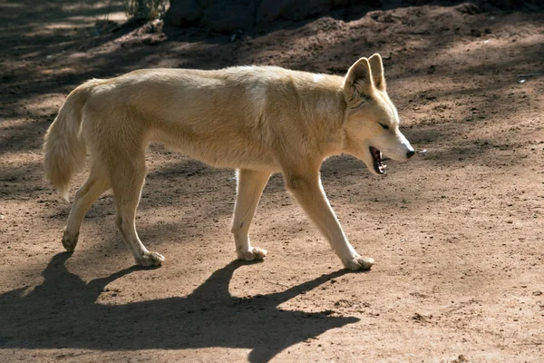 Questa Una Vista Laterale Dingo Dorato — Foto Stock