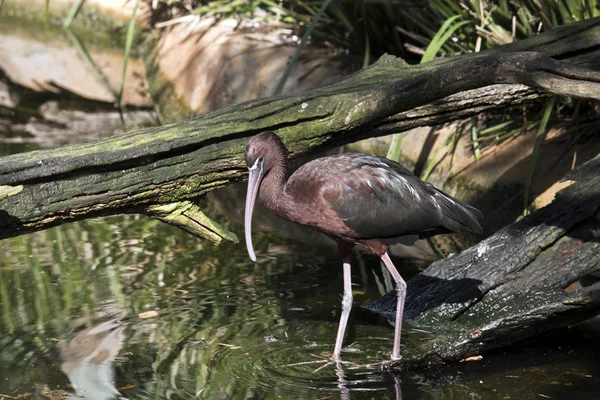 Side View Glossy Ibis Wading Pond — Stock Photo, Image