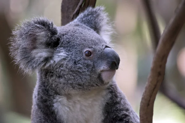 Egy Közeli Fel Egy Joey Koala — Stock Fotó