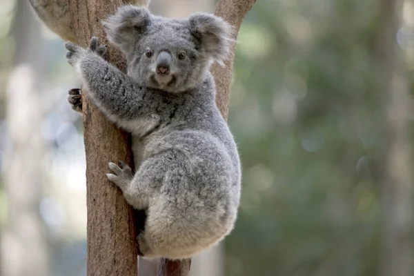 Der Joey Koala Versucht Den Baum Runter Gehen — Stockfoto