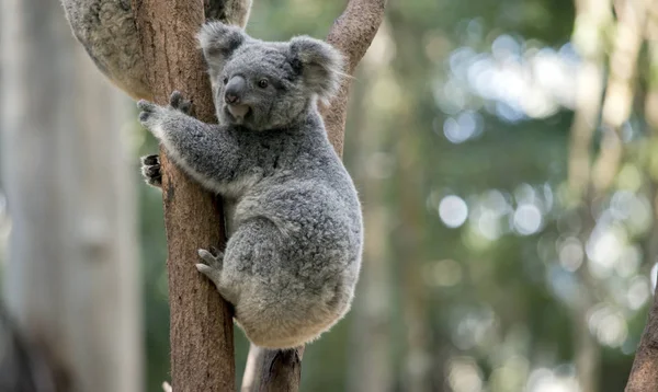 Der Joey Koala Versucht Den Baum Runter Gehen — Stockfoto