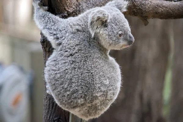 Egy Közeli Fel Egy Joey Koala — Stock Fotó