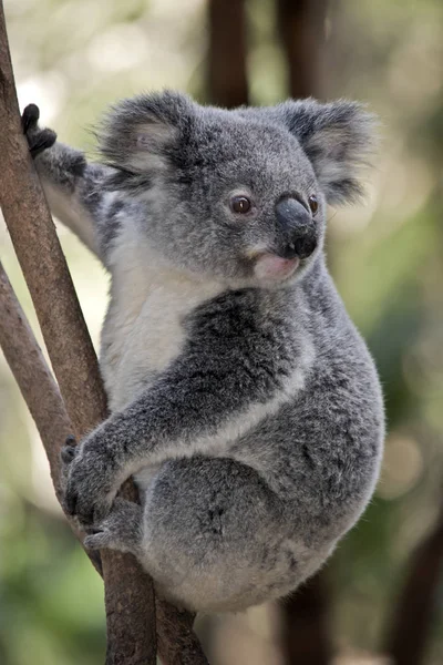 Joey Koala Stara Się Iść Górę Drzewa — Zdjęcie stockowe