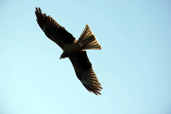 Black Kite Soaring High Sky — Stock Photo, Image