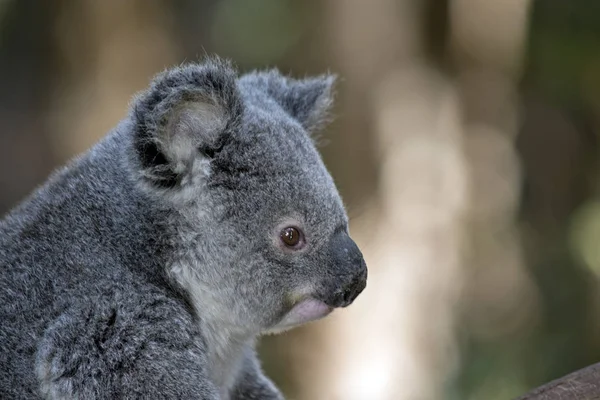 Close Koala Joey — Stock Photo, Image