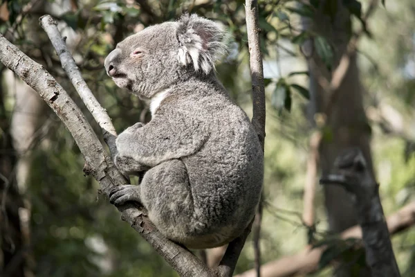 Dies Ist Eine Seitenansicht Eines Koalas — Stockfoto