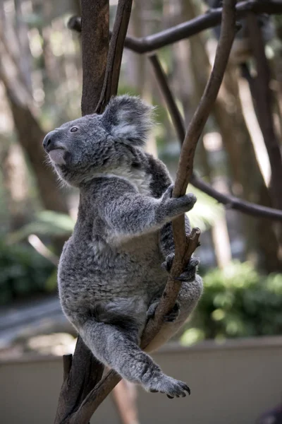 Koalaen Att Sträcka Gaffeln Ett Träd — Stockfoto