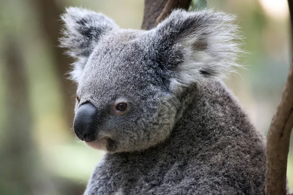 Dies Ist Eine Nahaufnahme Eines Fröhlichen Koalas — Stockfoto