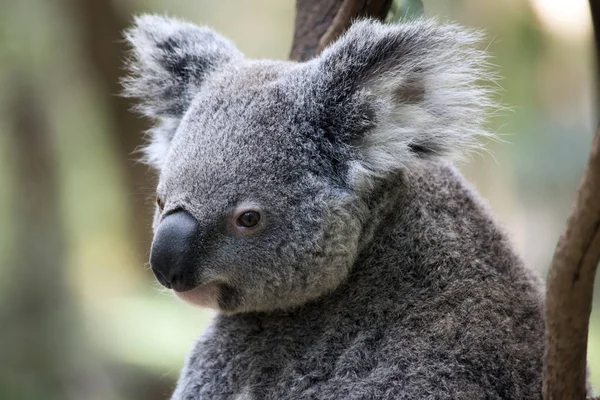 Egy Közeli Fel Egy Joey Koala — Stock Fotó