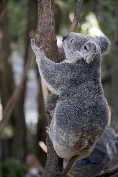 Koala Climbing Tree Her Young Joey Holding Her Stomach — Stock Photo, Image