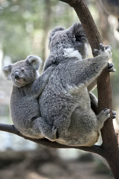 Koala Occupe Son Joey Fourche Arbre — Photo