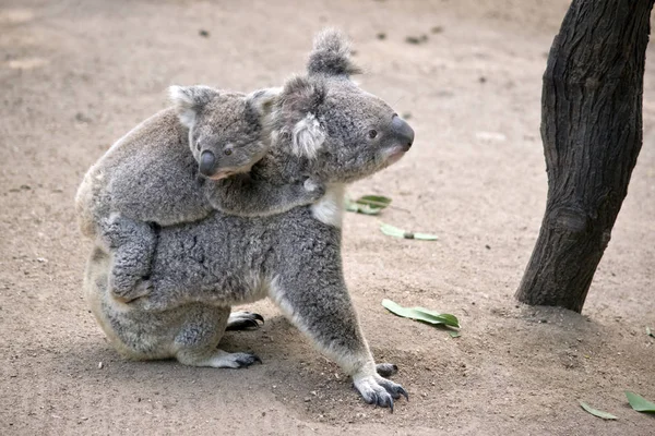 Koala Ona Joey Sırtında Taşıyan Ağaçlar Arasında Yürüyor — Stok fotoğraf