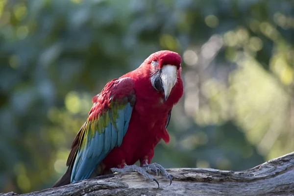 Scarlet Amerika Papağanı Bir Ağaç Dalı Üzerinde Tünemiş — Stok fotoğraf