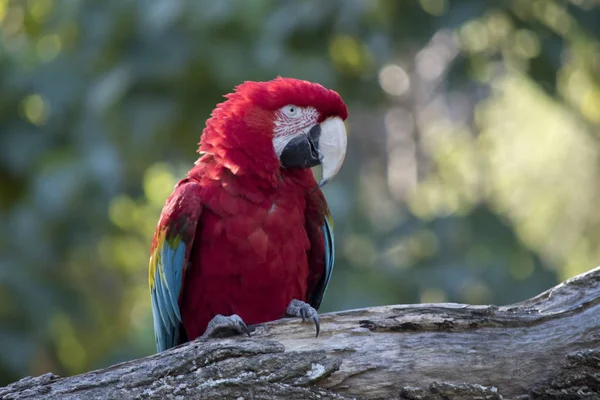 Guacamayo Escarlata Está Posado Una Rama Árbol —  Fotos de Stock