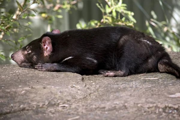 Side View Tasmanian Devil Sleeping — Stock Photo, Image