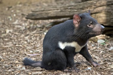 Tazmanya yapraklarda dinleniyor