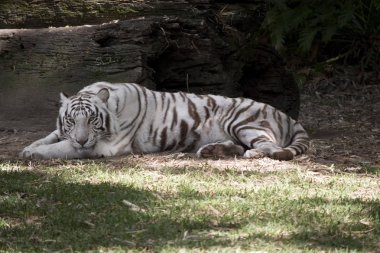 beyaz kaplan bir çim üzerinde dinlenme şehridir