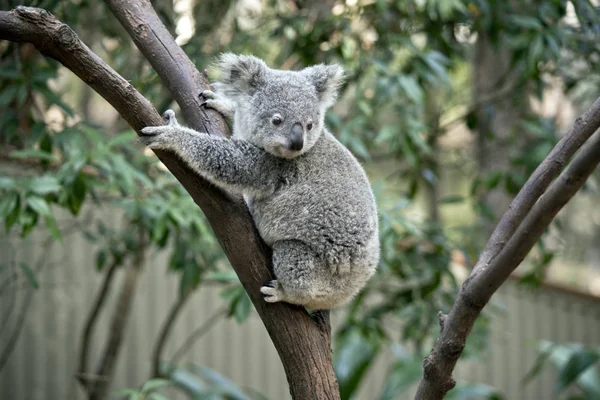 Joey Koala Está Tentar Descer Árvore — Fotografia de Stock