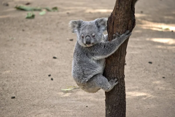 Joey Koala Essaye Descendre Arbre — Photo