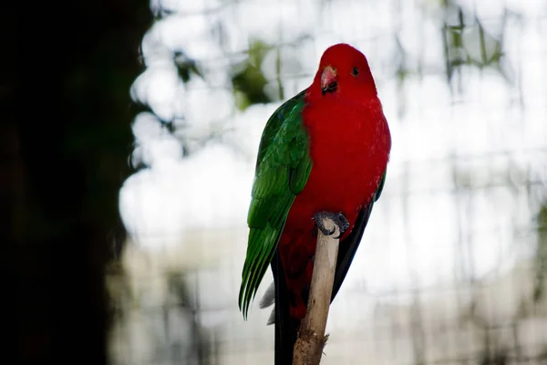 Австралийский Попугай Король Сел Ветку — стоковое фото