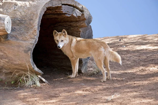 Altın Dingo Güneşten Uzak Almak Için Ağaç Oyuk Içine Gidiyor — Stok fotoğraf