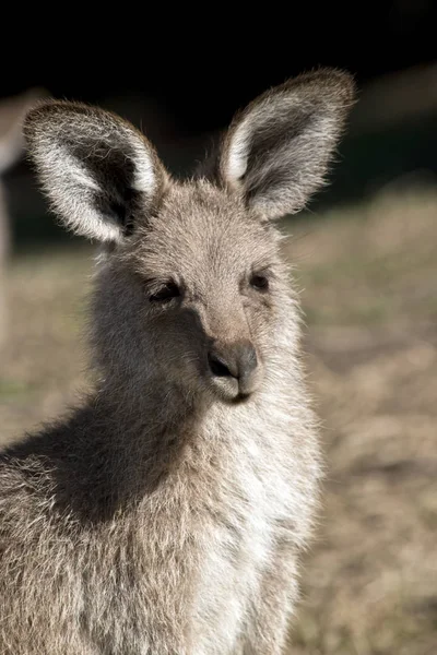 Bir Doğu Gri Kanguru Yakın — Stok fotoğraf