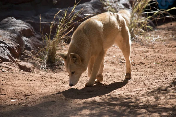 Dingo Dorato Cammina Con Testa Bassa — Foto Stock