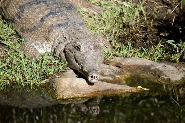 Crocodile Eau Douce Entre Dans Eau — Photo