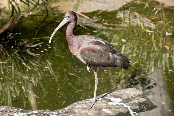 Ibis 다리에 — 스톡 사진