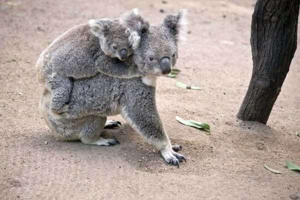 Koala Gyalogos Neki Joey Kezében Hátán Fák Között — Stock Fotó