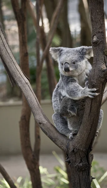 Koala Egy Hegymászás Tartja Gyomrát Fiatal Joey — Stock Fotó