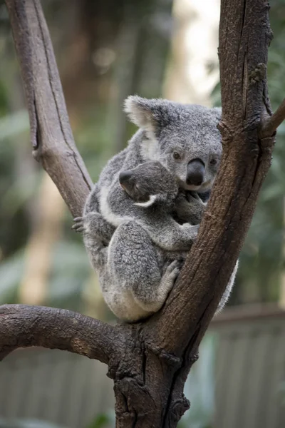 Koala Está Descansando Aveia Garfo Uma Árvore Com Seu Joey — Fotografia de Stock