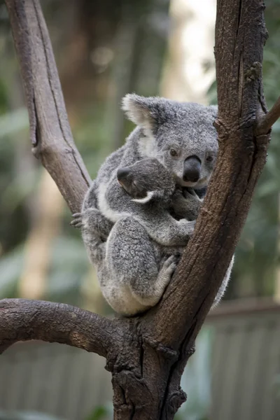 Koala Resting Oin Fork Tree Her Joey Holding Her Stomach — Stock Photo, Image