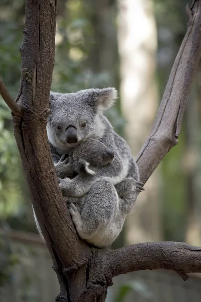 Koala Odpočívá Oin Větev Stromu Její Joe Drží Žaludek — Stock fotografie