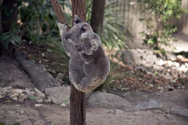 Joey Koala Sta Cavalcando Sulle Sue Madri Indietro Mentre Arrampica — Foto Stock