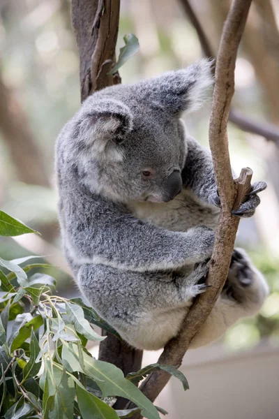 Koala Jest Odcinek Widłach Drzewo — Zdjęcie stockowe