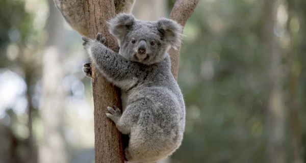 Koala Jest Stara Się Iść Dół Drzewa — Zdjęcie stockowe