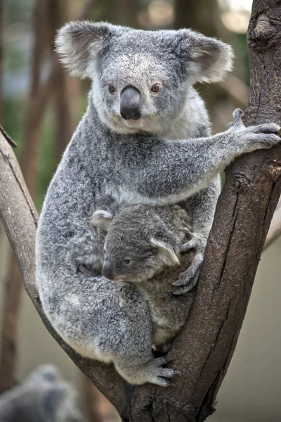 Koala Gondozza Joey Villát Egy — Stock Fotó
