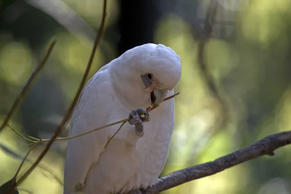 Corella 在吃茎 — 图库照片