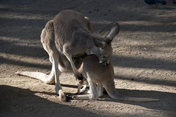Kırmızı Kanguru Joey Kese Besleme — Stok fotoğraf