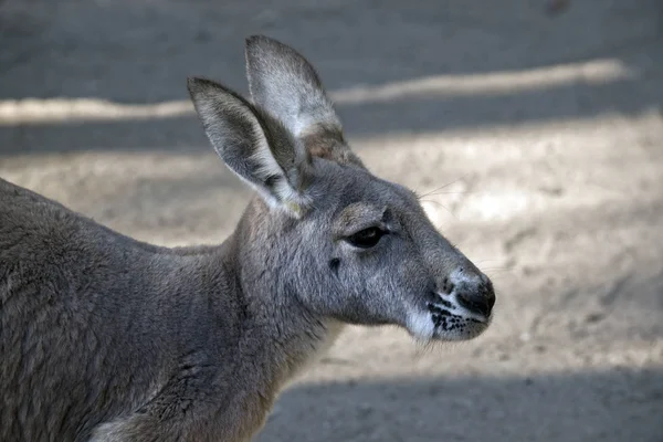 Dit Een Sluiten Van Een Rode Kangoeroe — Stockfoto