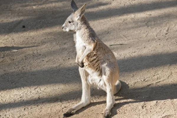 the red kangaroo joey is standing on his hind legs