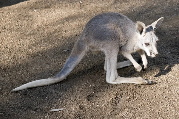 Kırmızı Kanguru Joey Annesini Arıyor — Stok fotoğraf