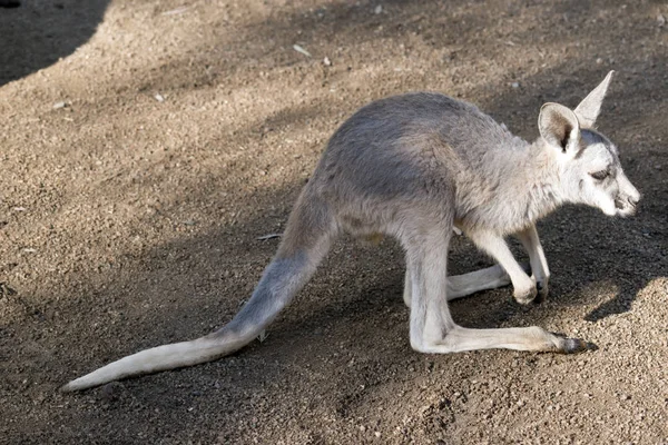 Canguru Vermelho Joey Está Procura Sua Mãe — Fotografia de Stock