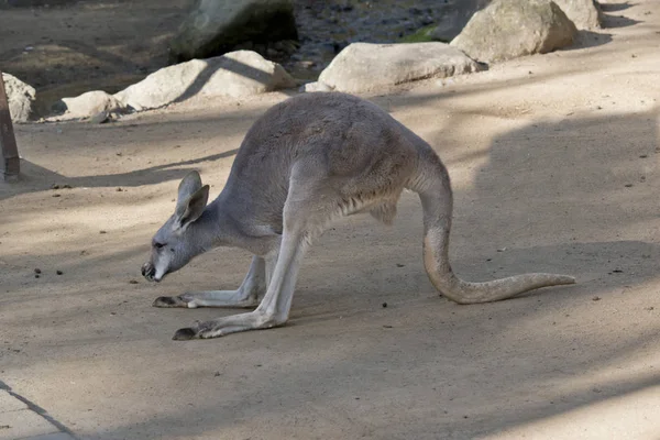 Das Rote Känguru Joey Bewegt Sich Über Das Feld — Stockfoto