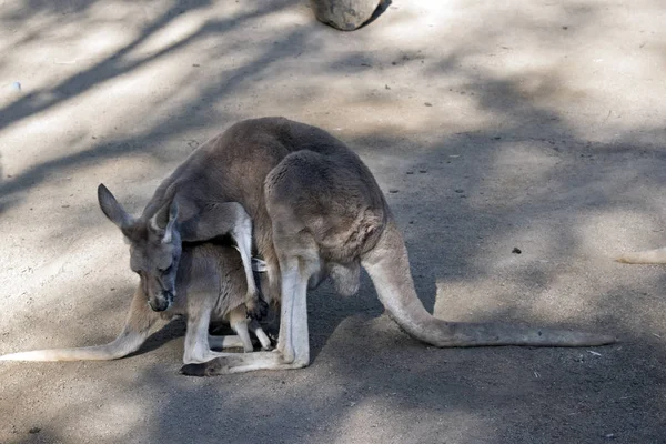 Kırmızı Kanguru Ona Joey Onun Çantası Besleme — Stok fotoğraf