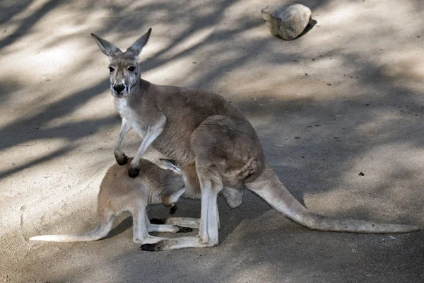 Canguru Vermelho Joey Está Alimentando Bolsa — Fotografia de Stock